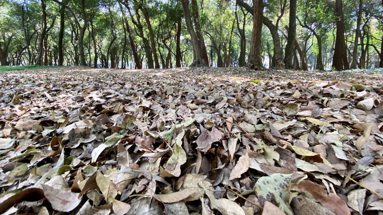 Pide Sedema a capitalinos reincorporar hojas secas de los árboles al suelo​