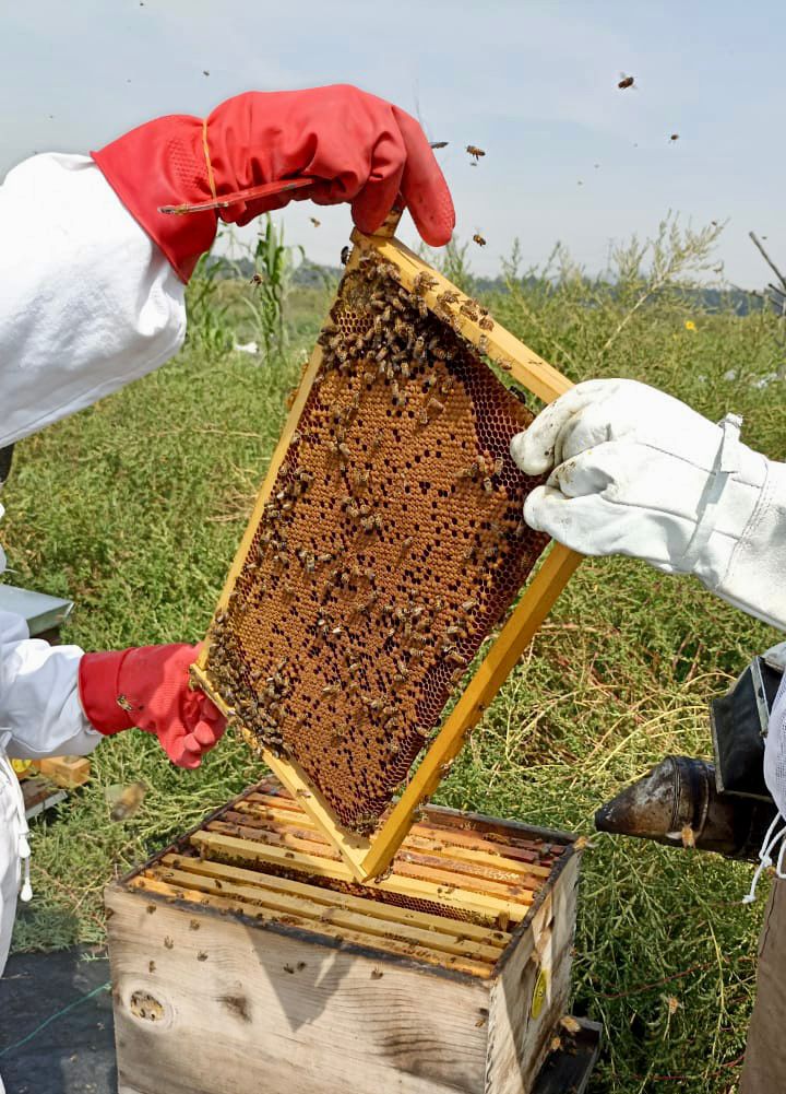 Colmenas para favorecer a las abejas silvestres