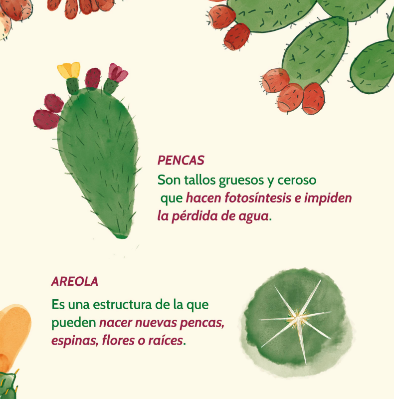 nopal