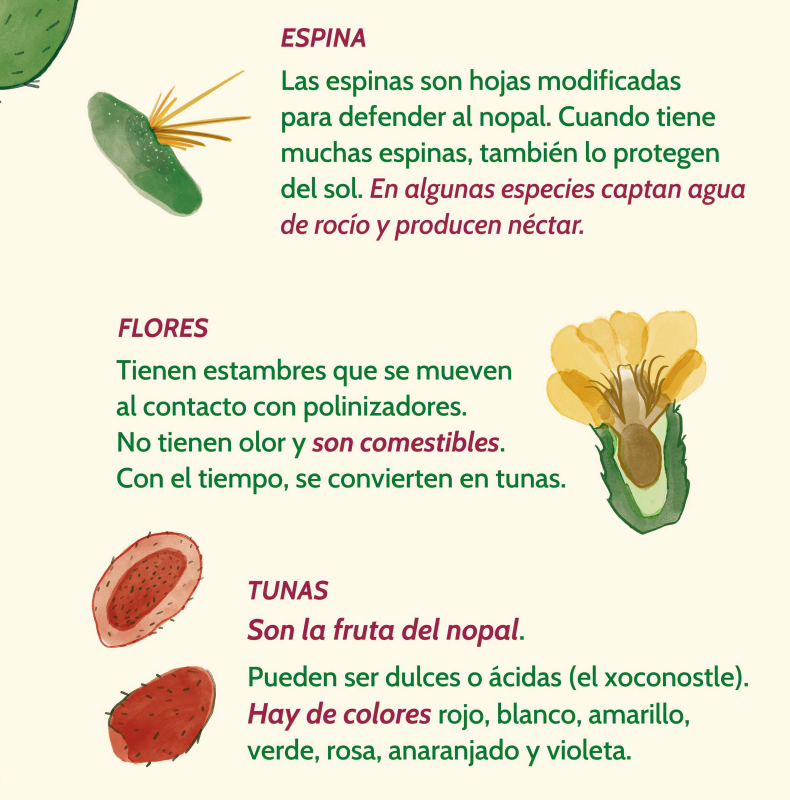 nopal