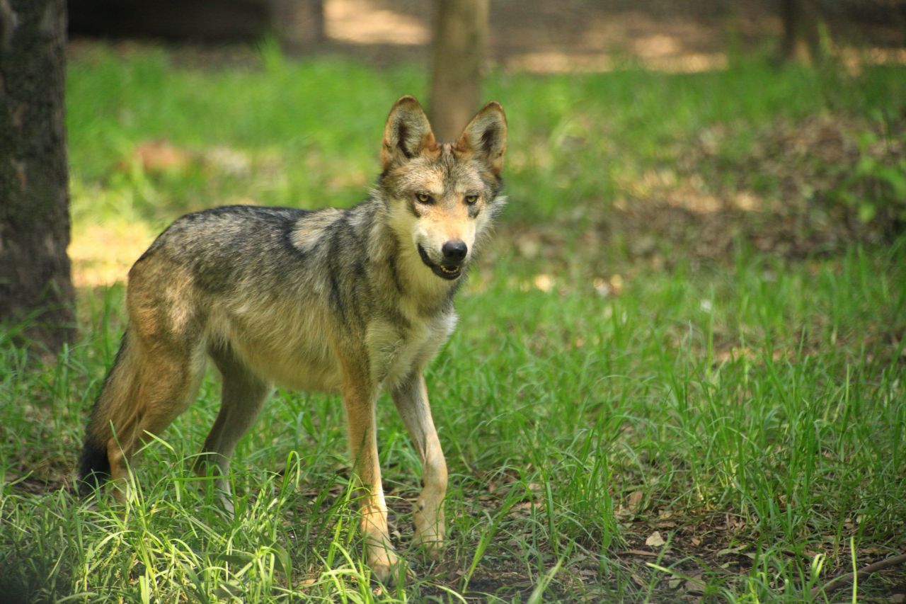 Nacen 8 crías de lobo mexicano en el Zoológico Los Coyotes