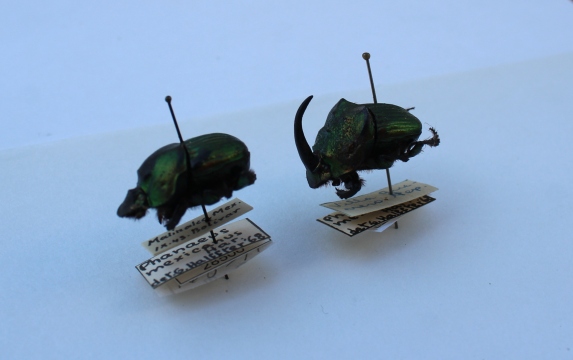escarabajos5.jpg