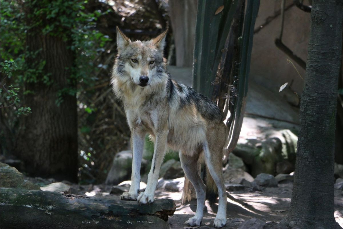 Cacería y mitos amenazan la existencia del lobo mexicano