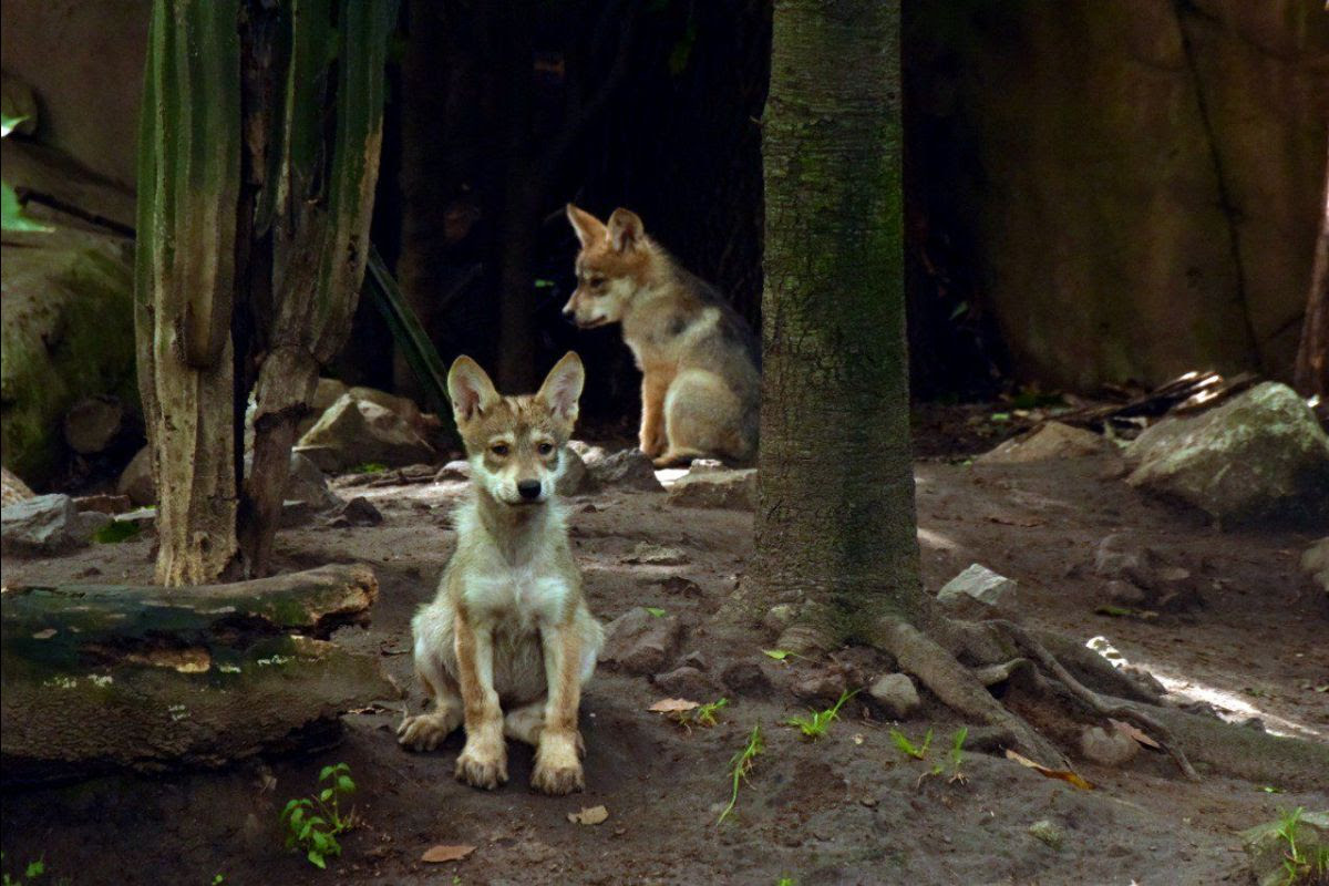 Más de dos décadas al cuidado del lobo mexicano en Chapultepec