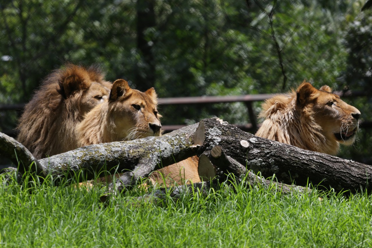 Su sueño era cuidar a Simba, el “rey de Chapultepec