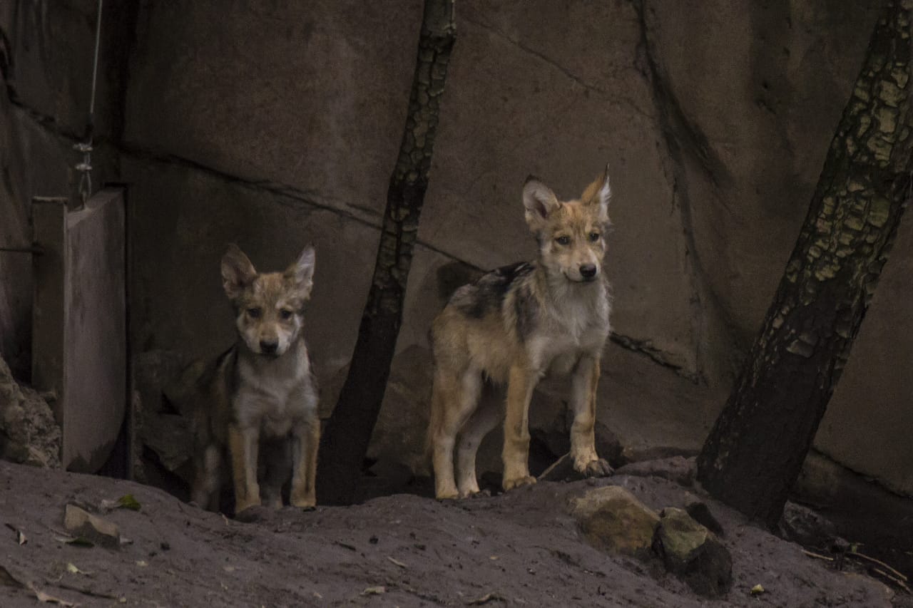 Reciben nombre cachorros de lobo mexicano, tras consulta