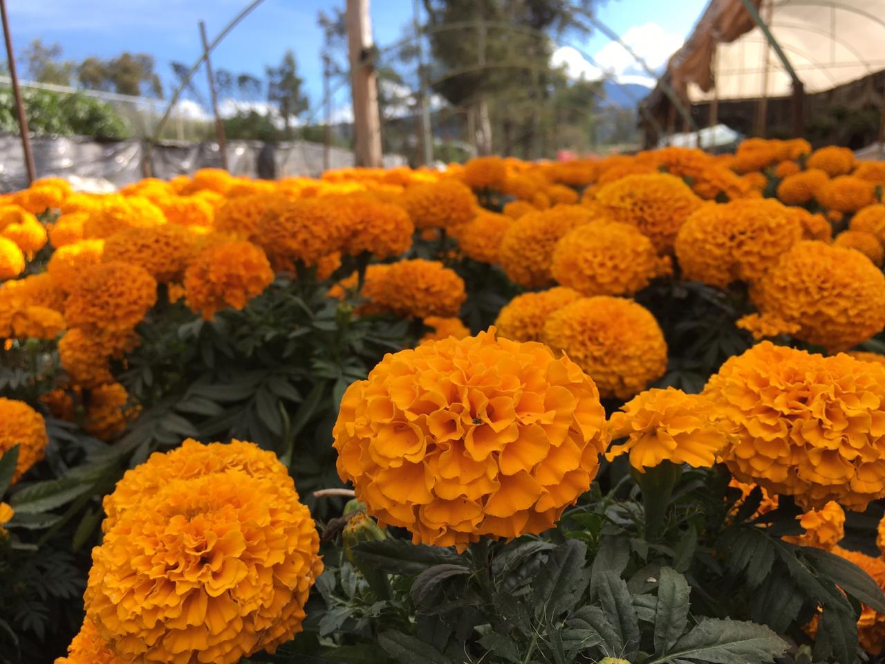 Cosecharon más de 1 millón de flores de cempasúchil en Xochimilco y Tláhuac