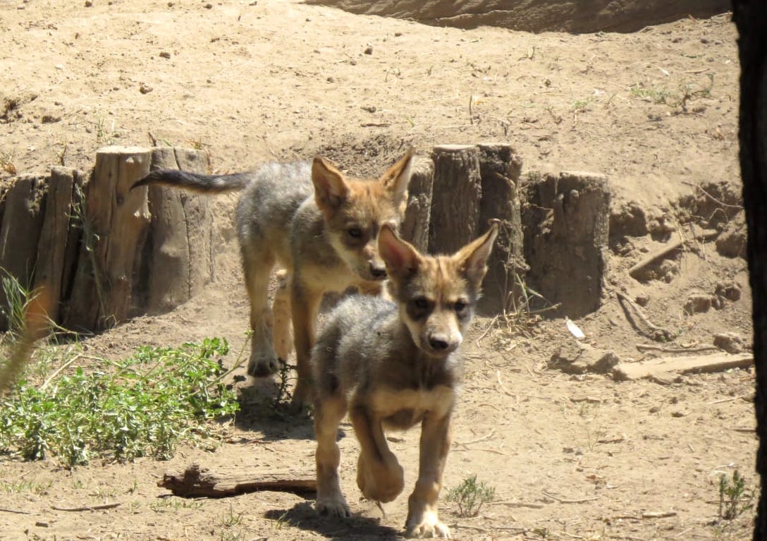 Nace camada de lobos mexicanos en Zoológico de San Juan de Aragón