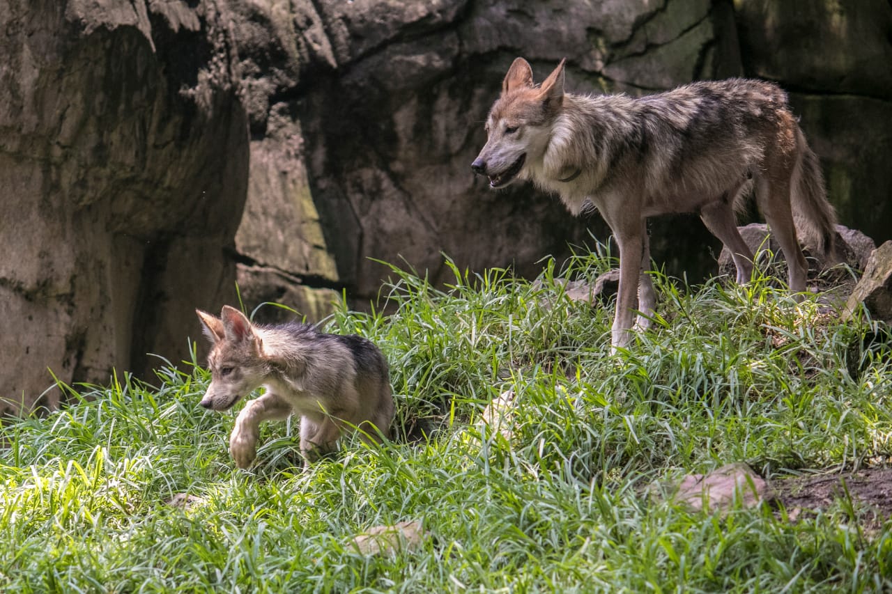 Logran Zoológicos de la ciudad conservación del lobo mexicano