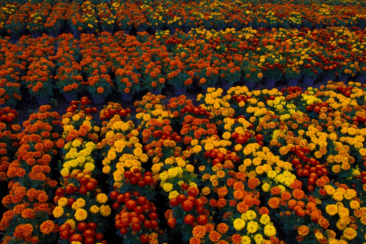 Details 300 colores de flores de cempasúchil