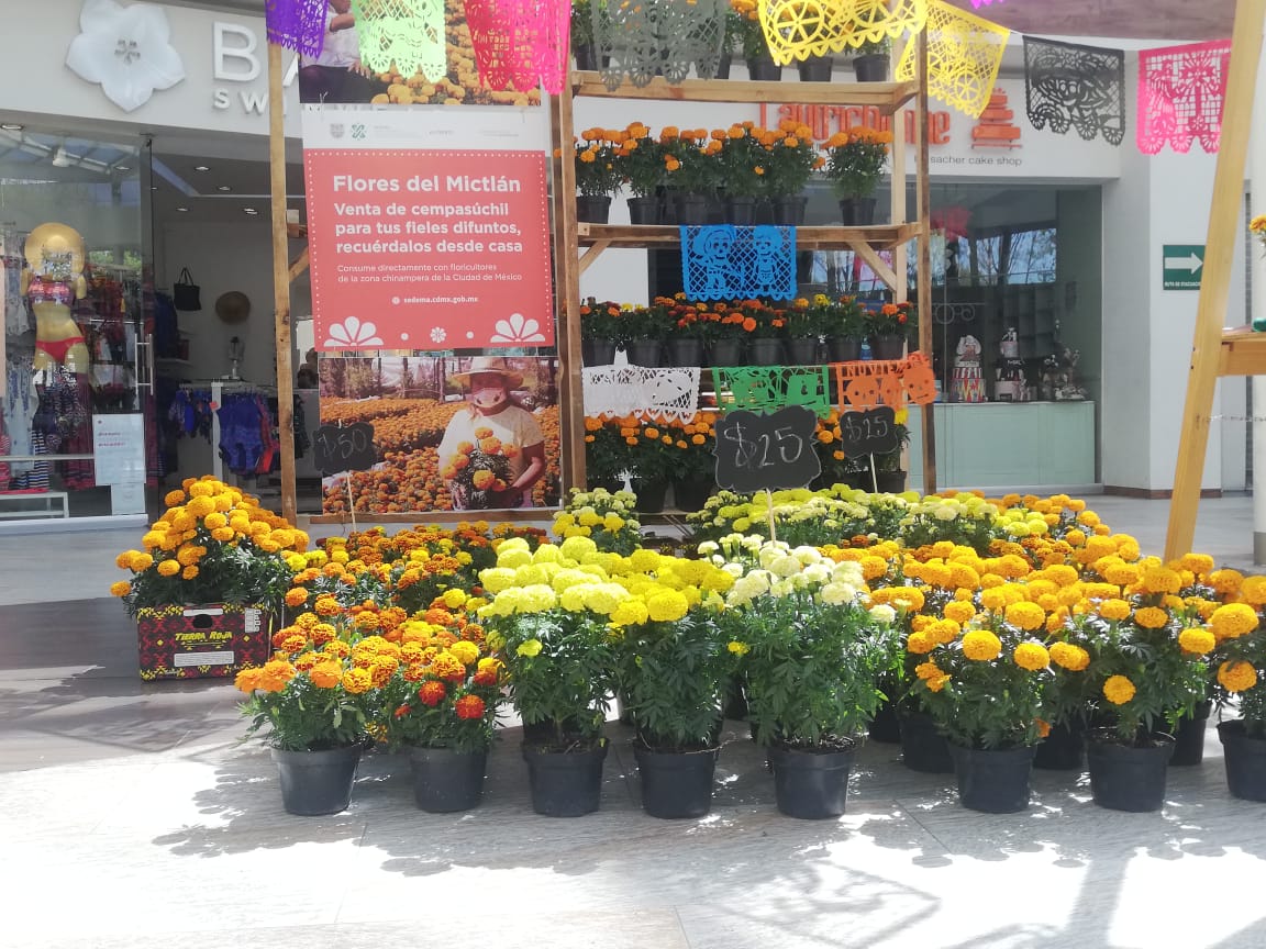Arranca venta de flor de cempasúchil en centros comerciales de la ciudad