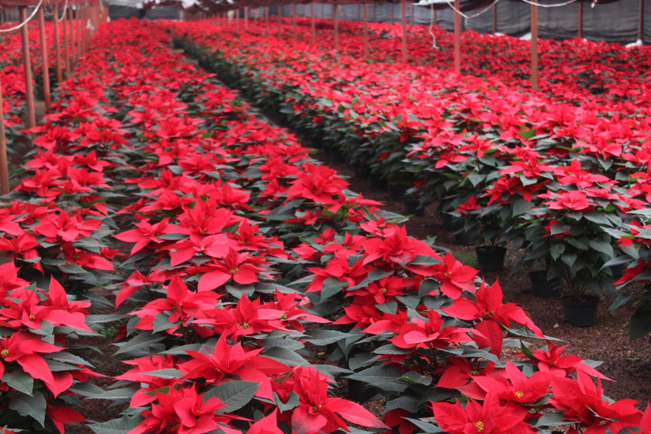 Un millón 571 mil plantas de Nochebuena listas para esta Navidad