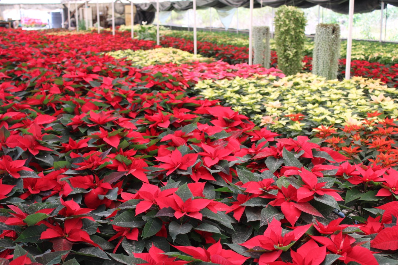 Un millón 571 mil plantas de Nochebuena listas para esta Navidad