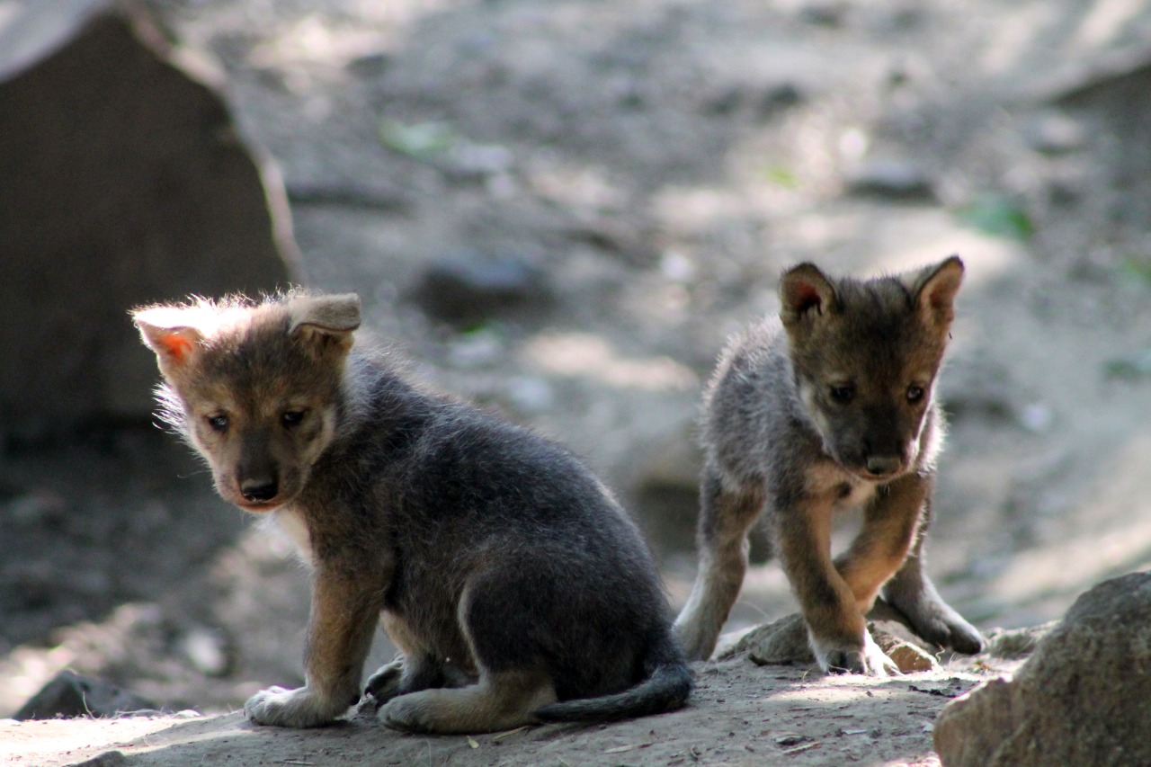 Informa Sedema sobre nacimiento de lobos mexicanos