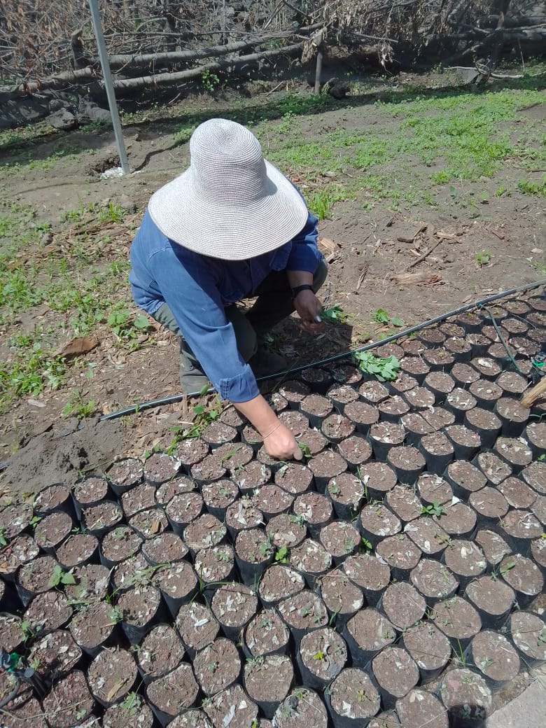 4. Proyecto Sedema Pronatura.jpg