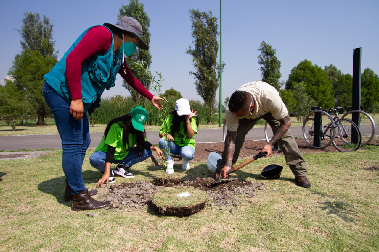 Realiza Gobierno De La Ciudad De México Jornada De Reforestación En El