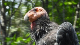 Trasladarán a cuatro cóndores de California del Zoológico de Chapultepec a la Sierra de San Pedro Mártir