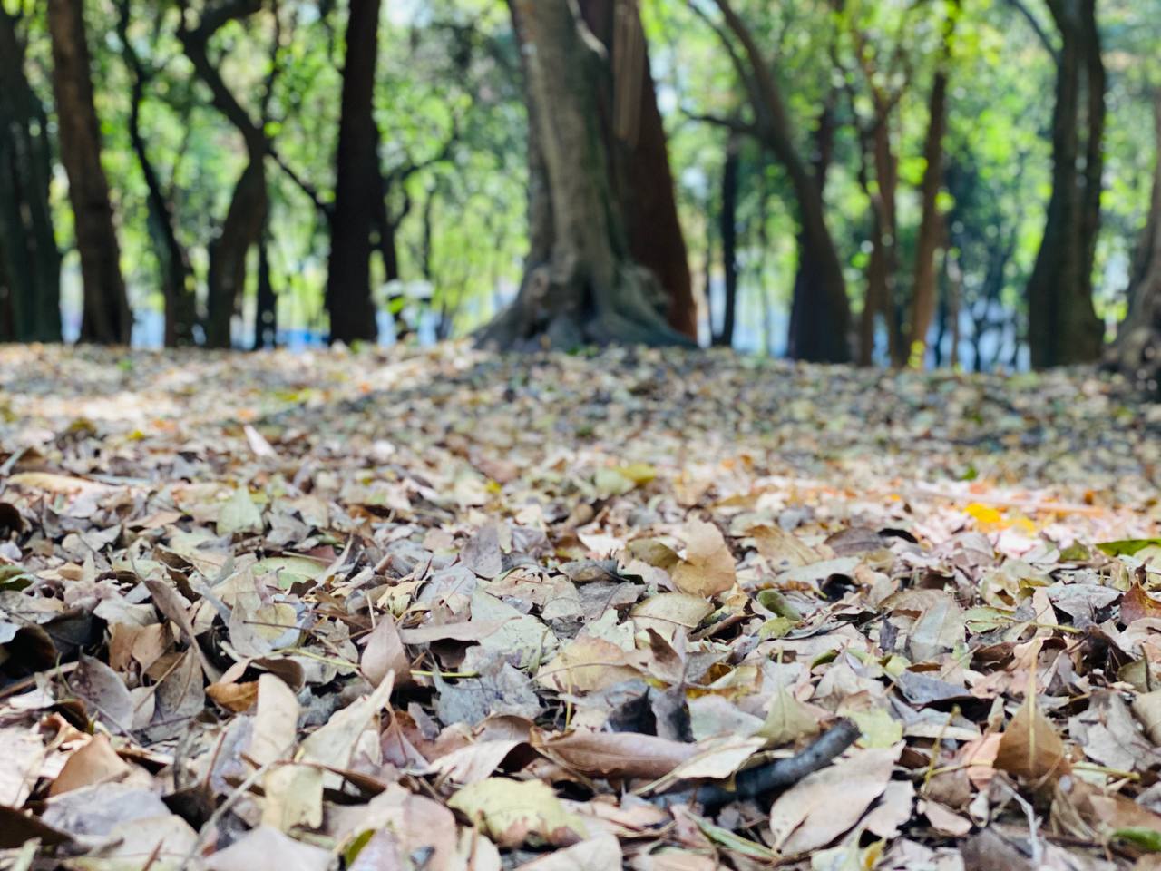 Pide Sedema a capitalinos reincorporar hojas secas de los árboles al suelo​