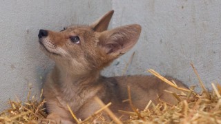 Informa Sedema sobre recuperación de la cachorra de coyote rescatada
