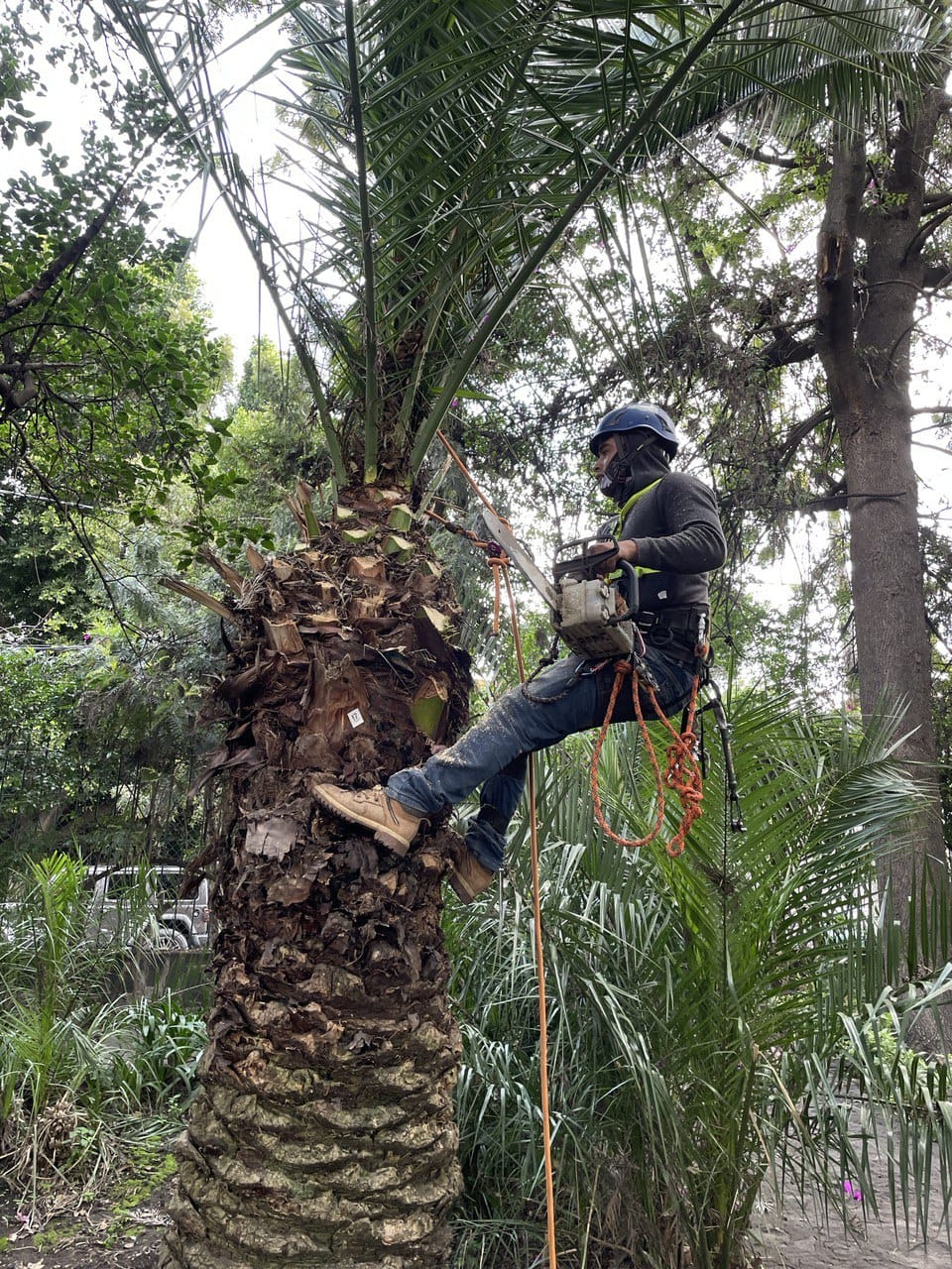 Reporta Sedema avances del “Programa de Saneamiento de Árboles y Palmeras  de la Ciudad de México”