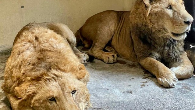 Recibe Zoológico de San Juan de Aragón a cuatro leones africanos de  santuario del Ajusco