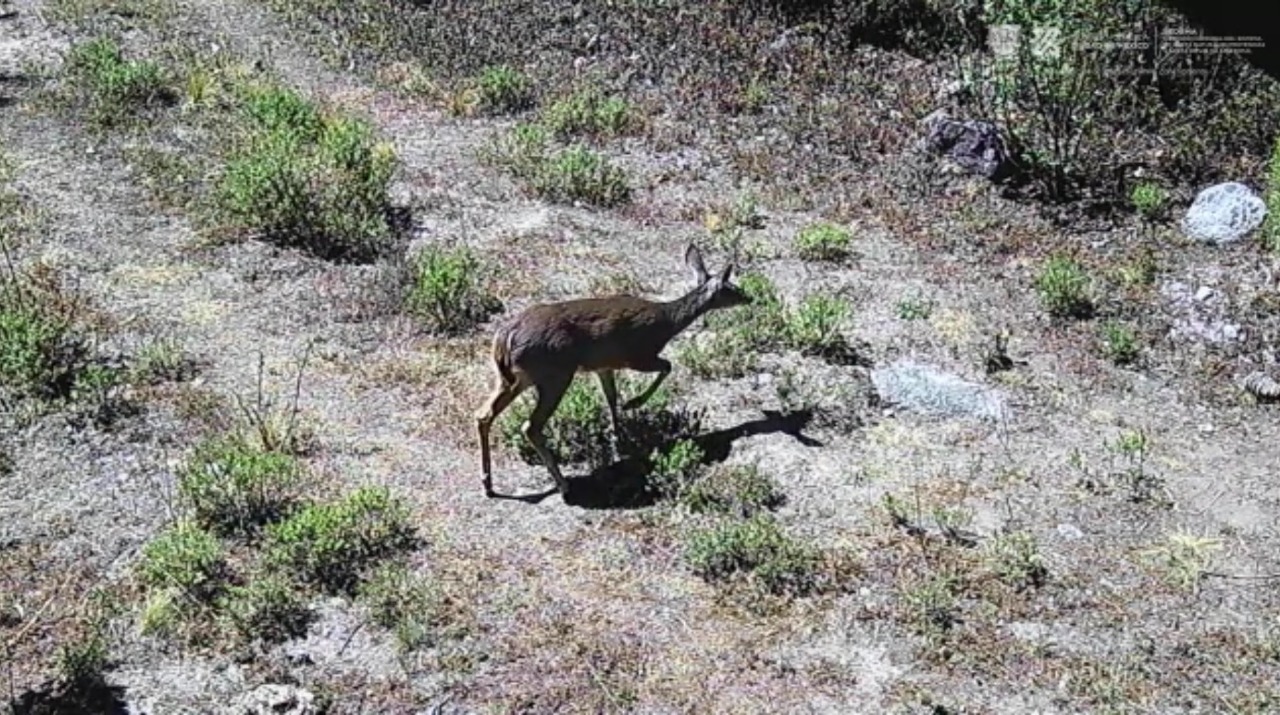 Identifica Sedema 596 registros de fauna en el Desierto de los Leones