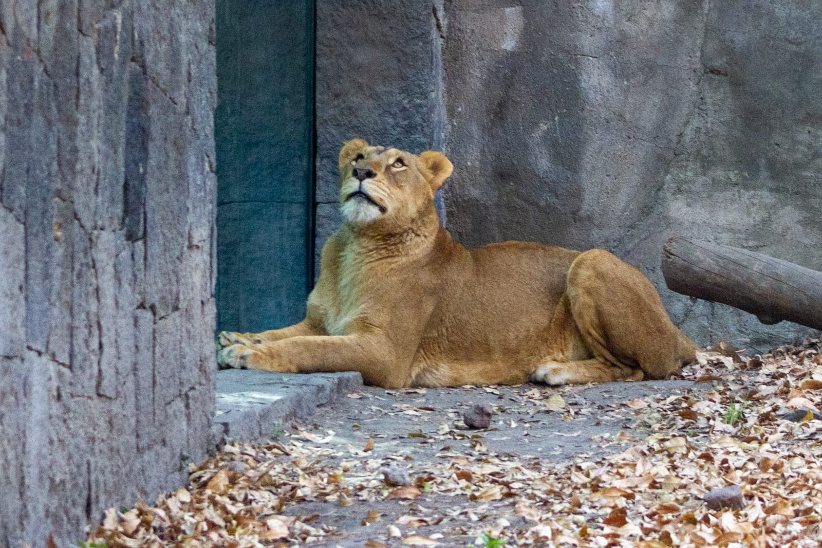 Logra Zoológico de Chapultepec recuperación exitosa de leones rescatados  por Profepa de un santuario en el Ajusco