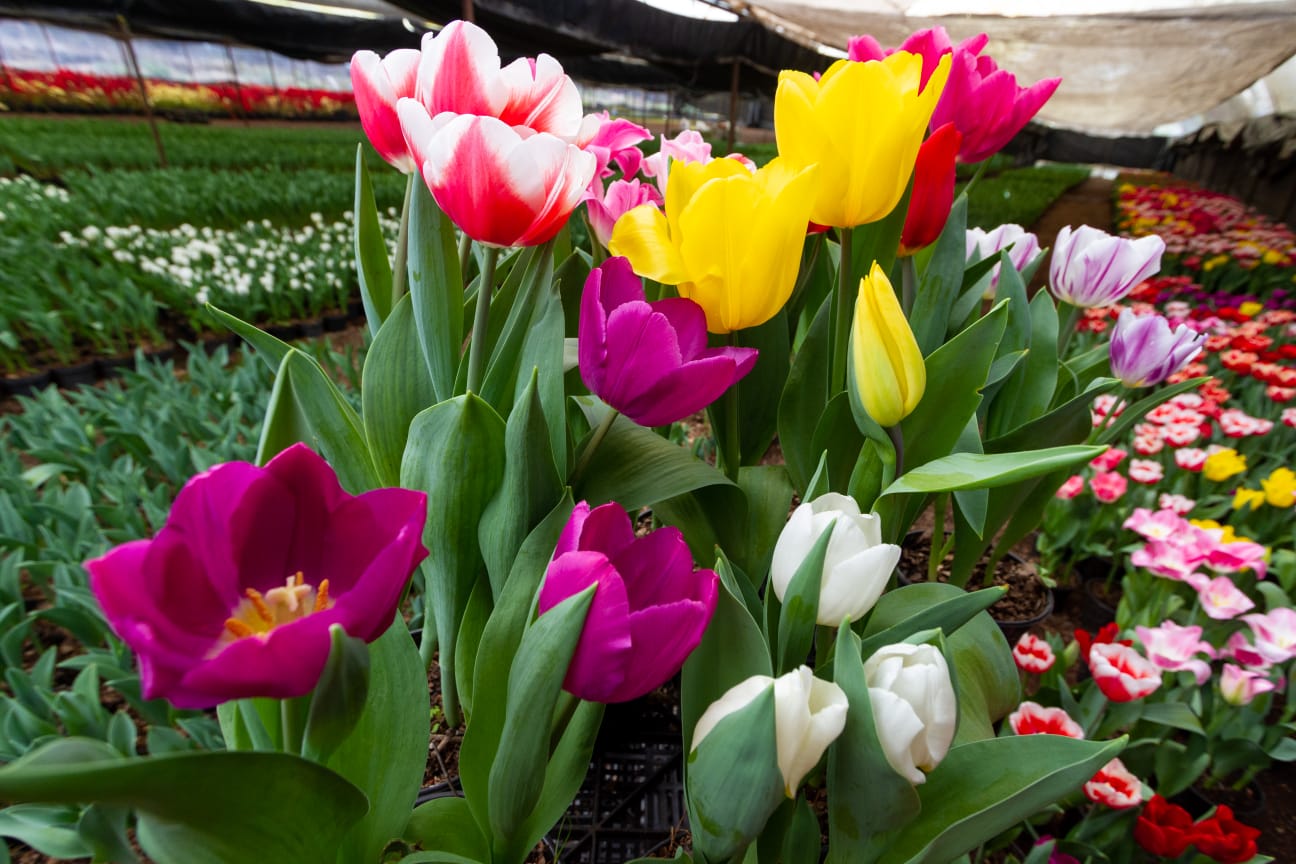 Compren tulipanes para que tengan más color en su vida: floricultor