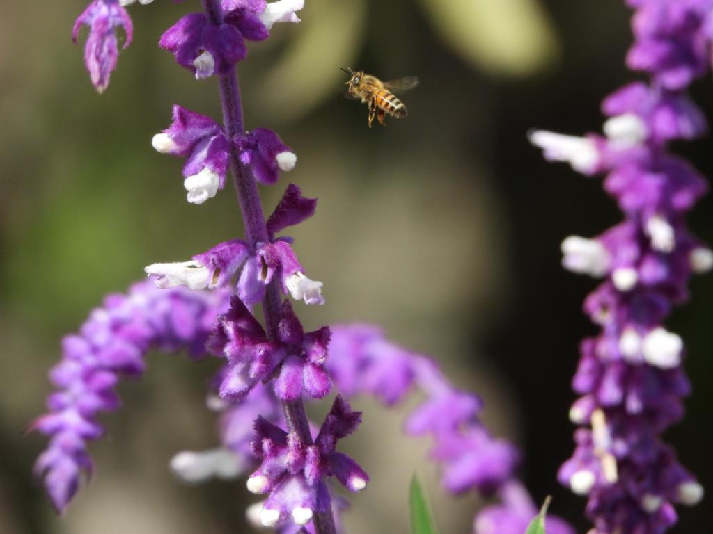 Pierde CDMX colmenas de abejas por crecimiento urbano - El Sol de