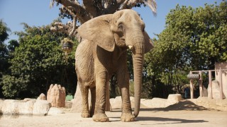 Informa Sedema sobre el traslado y la llegada de la elefanta africana ‘Annie’ al Centro de Conservación de la Fauna Silvestre de San Juan de Aragón
