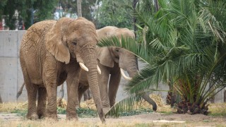 Forman `Ely´, `Gipsy´ y `Annie ´una nueva manada de elefantes en el Centro de Conservación de la Vida Silvestre de San Juan de Aragón