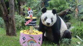 La panda gigante Xin Xin, embajadora de la vida silvestre de Chapultepec, celebra 34 años de existencia