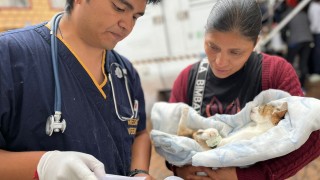 Inició Sedema jornadas de esterilización y vacunación en zonas colindantes a Áreas Naturales Protegidas y Áreas de Valor Ambiental de la Ciudad de México