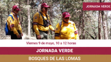 Detectives de Aves
