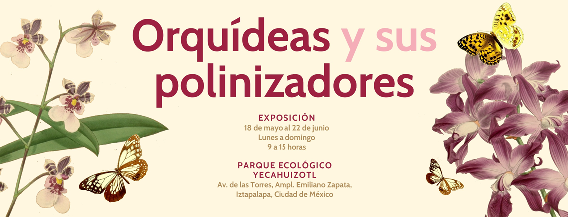 Orquideas