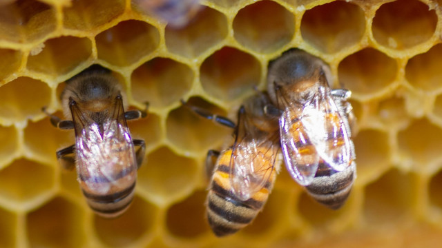 Abejas Sedema.jpg