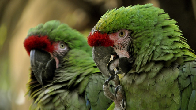 loros.jpeg