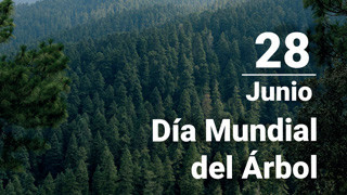 Día Mundial del Árbol