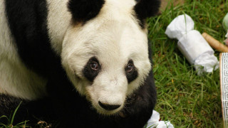 Xin Xin cumple 35 años y la Ciudad de México celebra la vida, la conservación y el cariño por su panda más querida