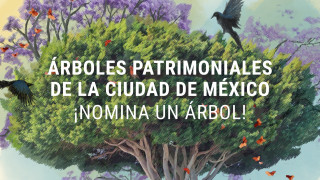 SEDEMA invita a nominar Árboles Patrimoniales en la Ciudad de México