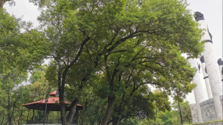 Conmemora SEDEMA el Día del Árbol y hace un llamado para nominar árboles ancestrales de la ciudad