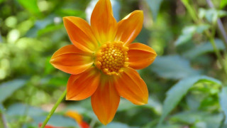SEDEMA te invita a redescubrir la dalia en su hábitat natural