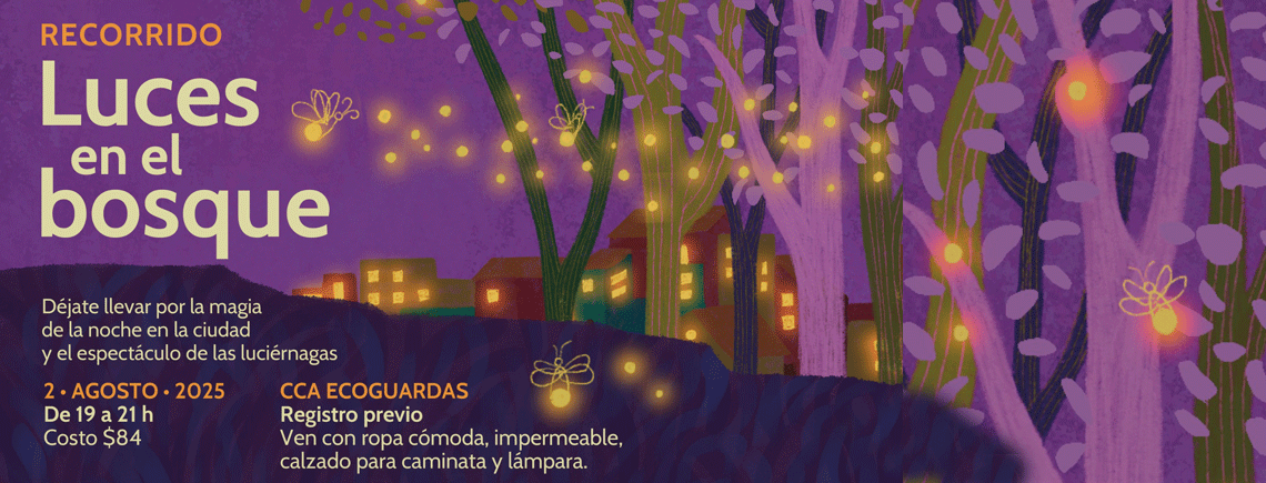 Luces en el Bosque