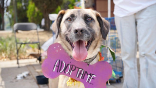 Invita el Gobierno de la Ciudad de México al “4to Adoptatón” en la Alameda Sur, organizado por la Secretaría de Salud Pública