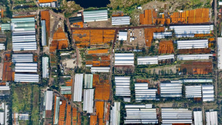 ¡Éxito! Floricultores de CDMX reportan ventas históricas de cempasúchil del suelo de conservación