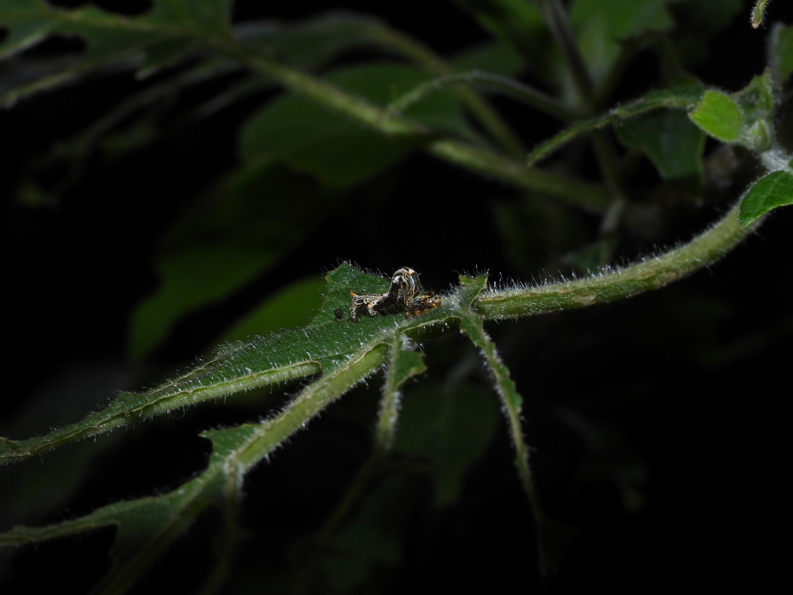 WhatsApp Image 2025-11-04 at 12.04.21 (3).jpeg