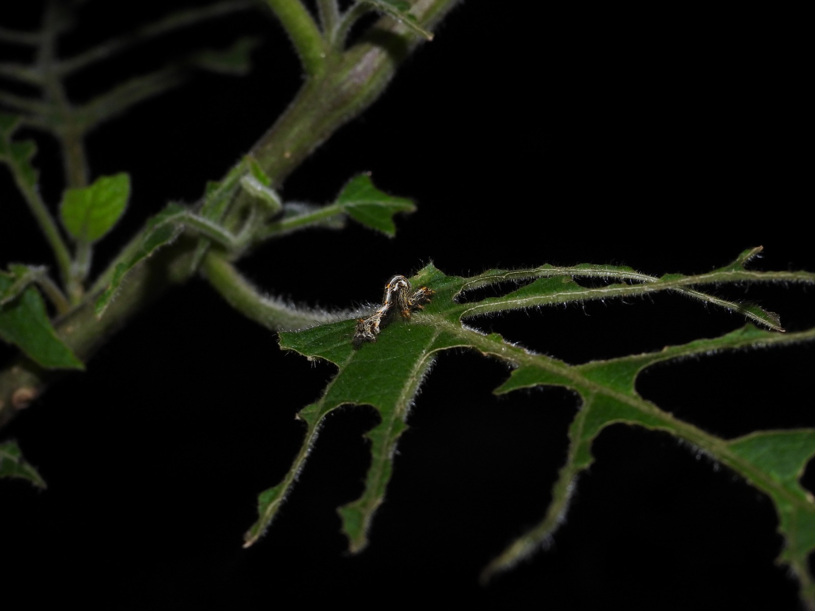 WhatsApp Image 2025-11-04 at 12.04.21 (2).jpeg