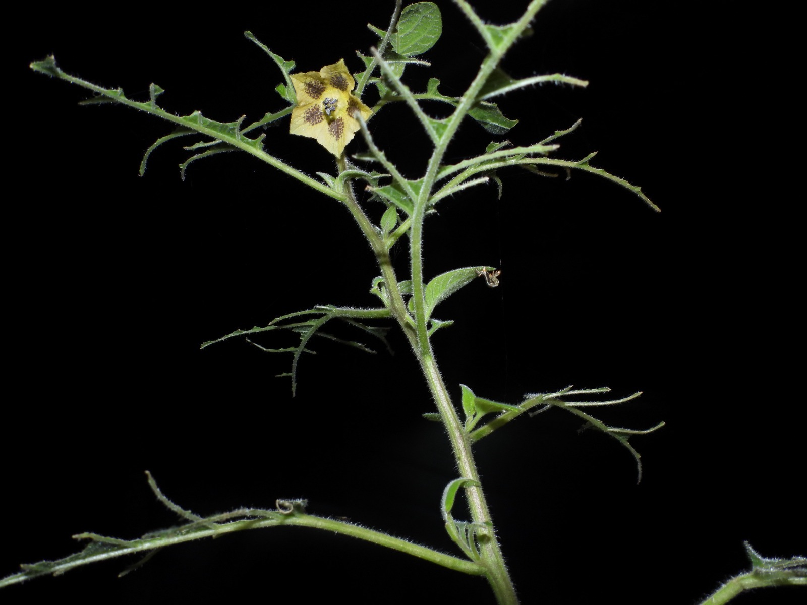 WhatsApp Image 2025-11-04 at 12.04.21 (1).jpeg