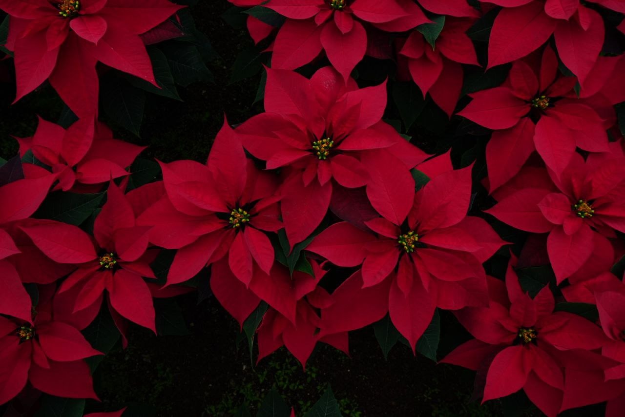 WhatsApp Image 2025-11-28 at 15.46.55 (4).jpeg