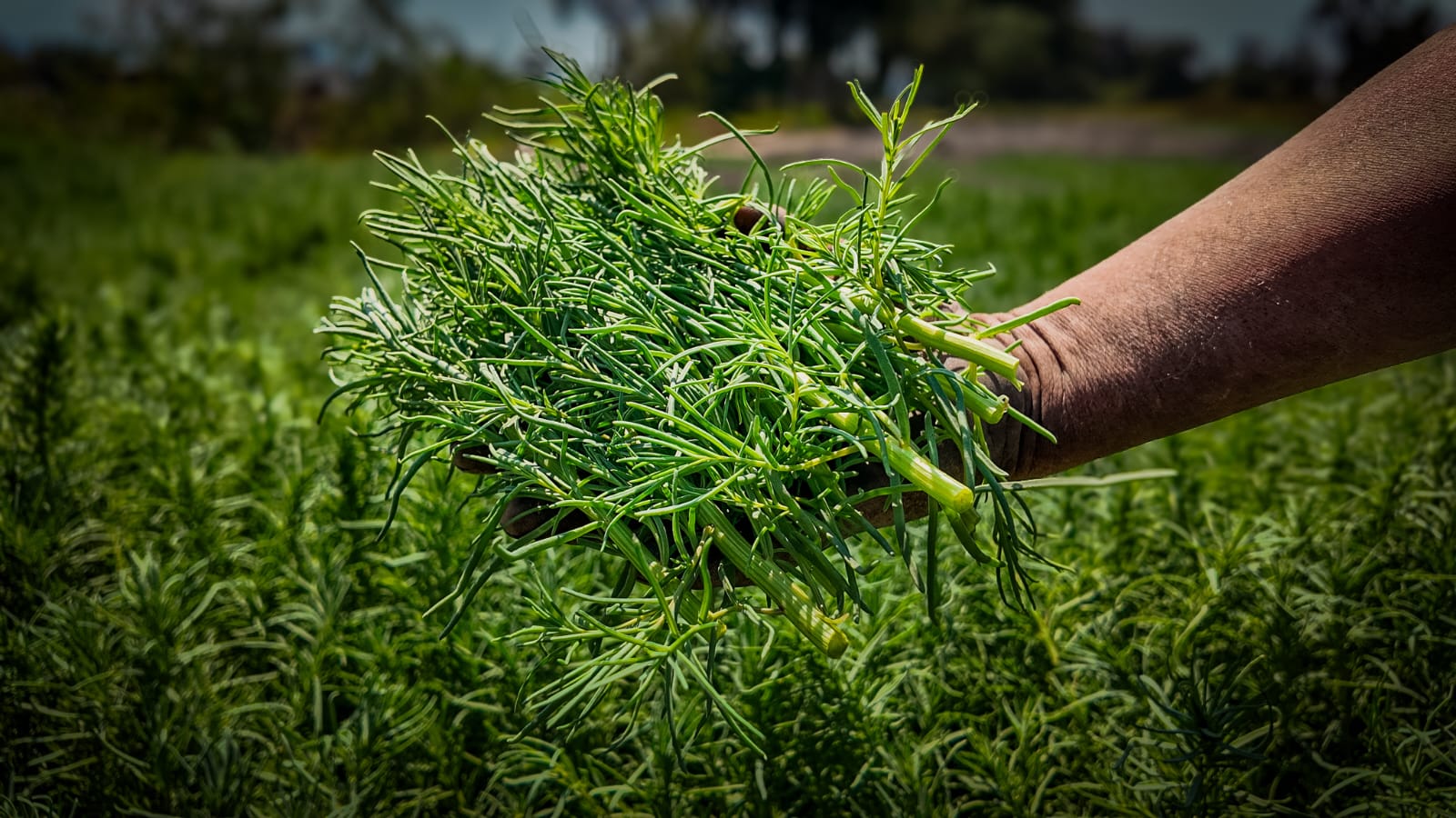 WhatsApp Image 2026-03-24 at 6.29.51 PM.jpeg